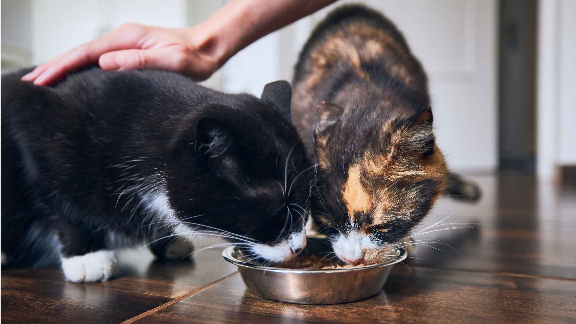 Tutor alimentando a sus gatos